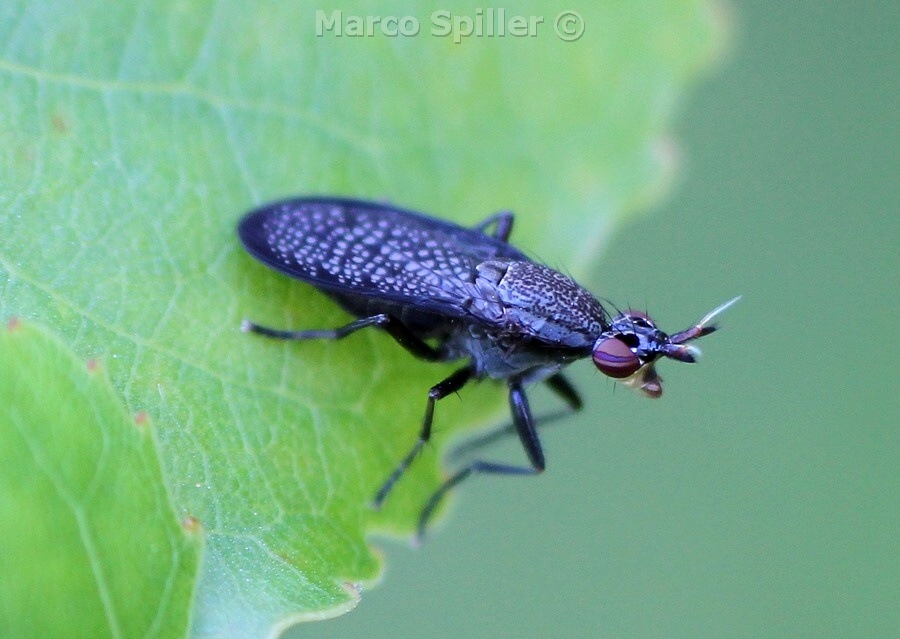 Coremacera marginata